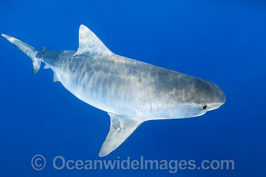 Tiger Shark (Galeocerdo cuvier). Found in Tropical seas, with seasonal sightings in warm temperate areas. Photo taken at the Great Barrier Reef, Qld, Australia Photo - Gary Bell Tiger Shark (Galeocerdo cuvier). Found in Tropical seas, with seasonal sightings in warm temperate areas. Photo taken at the Great Barrier Reef, Qld, Australia Photo - Gary Bell