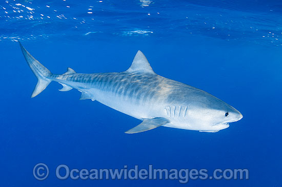 Tiger Shark (Galeocerdo cuvier). Found in Tropical seas, with seasonal sightings in warm temperate areas. Photo taken at the Great Barrier Reef, Qld, Australia Photo - Gary Bell Tiger Shark (Galeocerdo cuvier). Found in Tropical seas, with seasonal sightings in warm temperate areas. Photo taken at the Great Barrier Reef, Qld, Australia Photo - Gary Bell