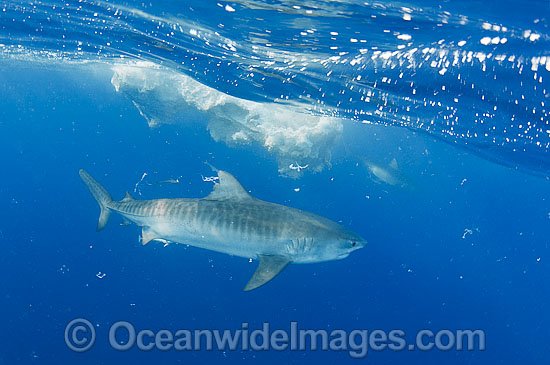 Tiger Shark (Galeocerdo cuvier), approaching the remains of a Sperm Whale carcass, drifting in Great Barrier Reef waters, Qld, Australia. Found in Tropical seas, with seasonal sightings in warm temperate areas. Photo - Gary Bell