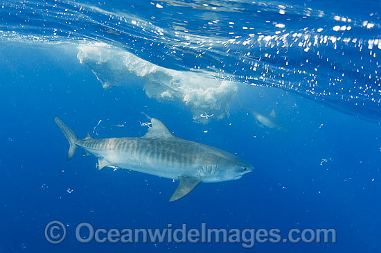 Tiger Shark attacking Whale carcass photo Tiger Shark attacking Whale carcass photo