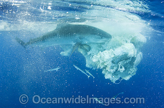 Tiger Shark (Galeocerdo cuvier), feeding on the remains of a Sperm Whale carcass, drifting in Great Barrier Reef waters, Qld, Australia. Found in Tropical seas, with seasonal sightings in warm temperate areas. Photo - Gary Bell Tiger Shark (Galeocerdo cuvier), feeding on the remains of a Sperm Whale carcass, drifting in Great Barrier Reef waters, Qld, Australia. Found in Tropical seas, with seasonal sightings in warm temperate areas. Photo - Gary Bell
