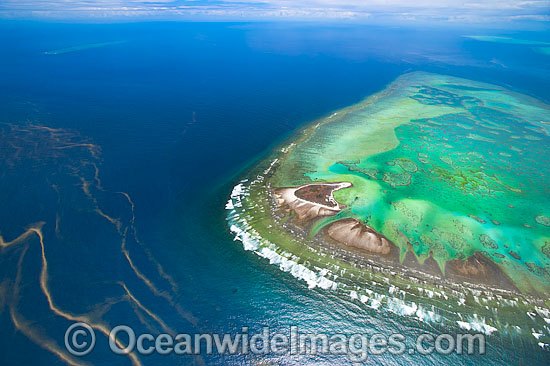 One Tree Island Reef photo