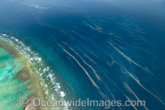 One Tree Island reef photo