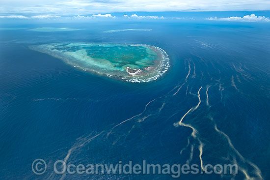 One Tree Island reef photo
