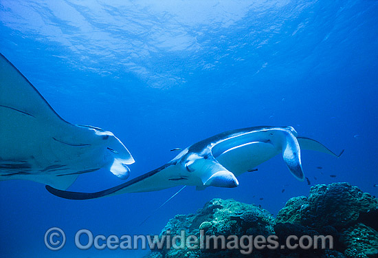 Manta Rays at cleaning station photo Manta Rays at cleaning station photo