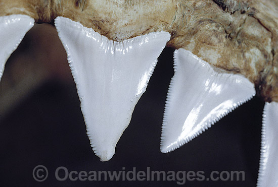 Great White Shark Teeth photo