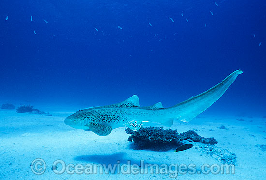 Leopard Shark Stegastoma fasciatum photo