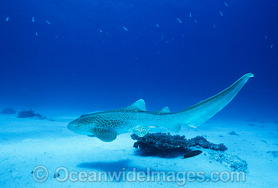 Leopard Shark Stegastoma fasciatum photo Leopard Shark Stegastoma fasciatum photo