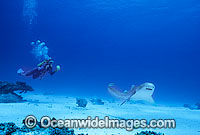 Leopard Shark and Scuba Diver Photo - Gary Bell