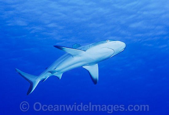 Gray Reef Shark (Carcharhinus amblyrhynchos). Also known as Grey Reef Shark, Black-vee Whaler and Longnose Blacktail Shark. Found throughout the tropical Indo-West and Central Pacific. Photo taken on the Great Barrier Reef, Australia. Photo - Gary Bell Gray Reef Shark (Carcharhinus amblyrhynchos). Also known as Grey Reef Shark, Black-vee Whaler and Longnose Blacktail Shark. Found throughout the tropical Indo-West and Central Pacific. Photo taken on the Great Barrier Reef, Australia. Photo - Gary Bell
