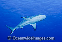 Gray Reef Shark Carcharhinus amblyrhynchos Photo - Gary Bell