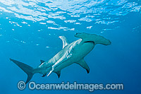 Great Hammerhead Shark Sphyrna mokarran Photo - Gary Bell