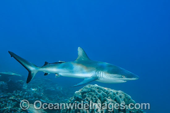 Grey Reef Shark with suckerfish attached photo