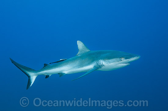 Gray Reef Shark (Carcharhinus amblyrhynchos), with Remora Suckerfish attached. Also known as Grey Reef Shark, Black-vee Whaler and Longnose Blacktail Shark. Found throughout tropical Indo-West & Central Pacific. Taken on the Great Barrier Reef, Australia Photo - Gary Bell