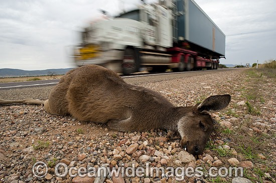 Dead Kangaroo on roadside photo