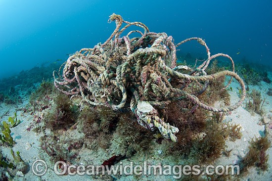 Reef Pollution photo