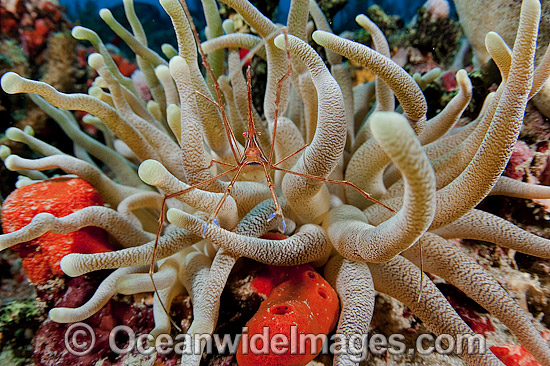 Arrow Crab (Stenorhynchus seticornis), photographed inside a sea anemone (Condylactis gigantea) offshore Palm Beach, Florida, USA. Photo - Michael Patrick O'Neill Arrow Crab (Stenorhynchus seticornis), photographed inside a sea anemone (Condylactis gigantea) offshore Palm Beach, Florida, USA. Photo - Michael Patrick O'Neill