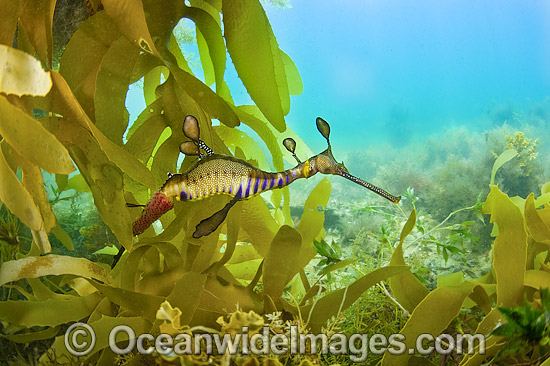 Weedy Seadragon with eggs photo