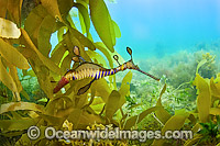 Weedy Seadragon with eggs Photo - Michael Patrick O'Neill