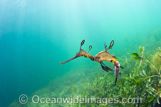 Weedy Seadragon with eggs photo