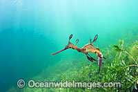 Weedy Seadragon with eggs Photo - Michael Patrick O'Neill