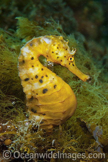 Pot-belly Seahorse photo