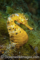 Pot-belly Seahorse Photo - Michael Patrick O'Neill