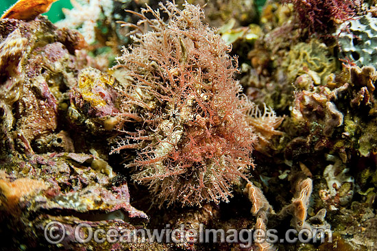 Tasselled Anglerfish South Australia photo Tasselled Anglerfish South Australia photo