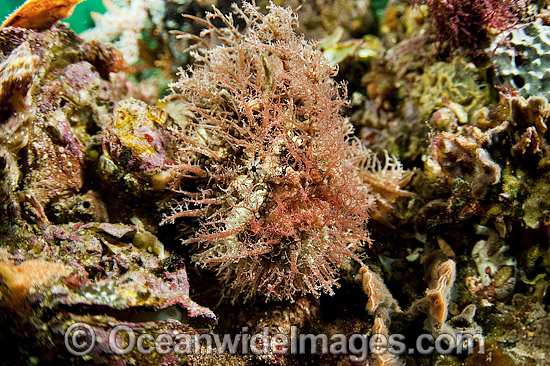 Tasselled Anglerfish South Australia photo