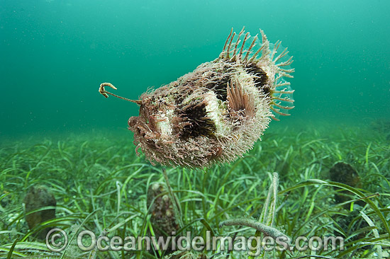 Tasselled Anglerfish (Rhycherus filamentosus), swimming in mid-water. Note fishing lure extended above mouth. Photo taken at Port Hughes, South Australia. Photo - Michael Patrick O'Neill Tasselled Anglerfish (Rhycherus filamentosus), swimming in mid-water. Note fishing lure extended above mouth. Photo taken at Port Hughes, South Australia. Photo - Michael Patrick O'Neill