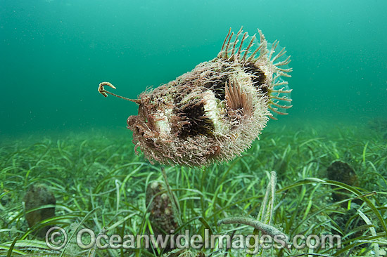 Tasselled Anglerfish with lure photo