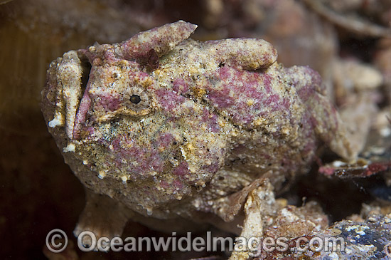 Smooth Anglerfish (Histiophryne bougainvilli), resting beneath Port Hughes Jetty or Pier, South Australia. Photo - Michael Patrick O'Neill Smooth Anglerfish (Histiophryne bougainvilli), resting beneath Port Hughes Jetty or Pier, South Australia. Photo - Michael Patrick O'Neill