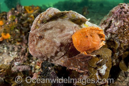 Warty Prowfish Aetapcus maculatus photo
