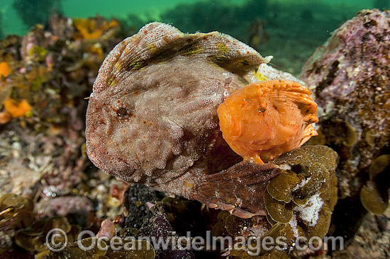 Warty Prowfish Aetapcus maculatus photo Warty Prowfish Aetapcus maculatus photo