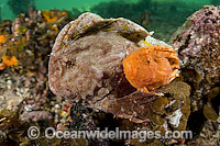 Warty Prowfish Aetapcus maculatus Photo - Michael Patrick O'Neill