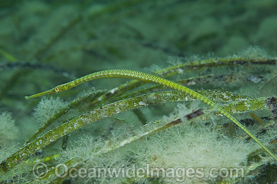 Brushtail Pipefish Leptoichthys fistularius photo