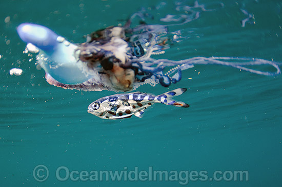 Portuguese Man of War Jellyfish with Man of War fish photo