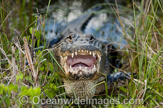 American Alligator (Alligator mississippiensis), basking in the sun in Everglades National Park, Florida, USA. Photo - Michael Patrick O'Neill American Alligator (Alligator mississippiensis), basking in the sun in Everglades National Park, Florida, USA. Photo - Michael Patrick O'Neill