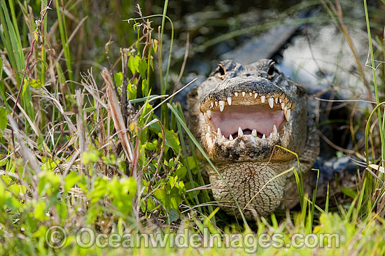 American Alligator photo American Alligator photo