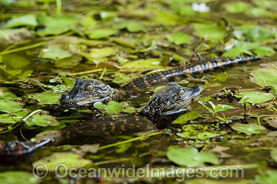 American Alligator hatchlings photo