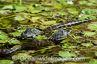 American Alligator hatchlings Photo - Michael Patrick O'Neill