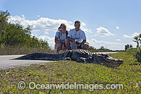 American Alligator Photo - Michael Patrick O'Neill
