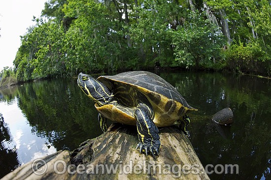 Suwannee River Cooter Pseudemys concinna suwanniensis photo