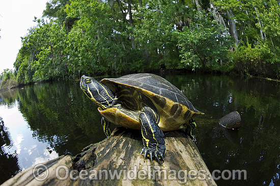 Suwannee River Cooter Pseudemys concinna suwanniensis photo Suwannee River Cooter Pseudemys concinna suwanniensis photo