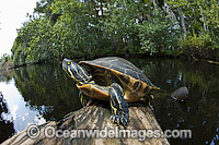 Suwannee River Cooter Pseudemys concinna suwanniensis Photo - Michael Patrick O'Neill