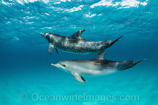 Atlantic Spotted Dolphin (Stenella frontalis). Photo taken in the White Sand Ridge, Northern Bahamas, USA. Photo - Michael Patrick O'Neill Atlantic Spotted Dolphin (Stenella frontalis). Photo taken in the White Sand Ridge, Northern Bahamas, USA. Photo - Michael Patrick O'Neill