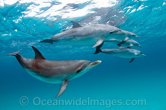 Atlantic Spotted Dolphins photo