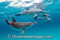 Atlantic Spotted Dolphins Photo - Michael Patrick O'Neill