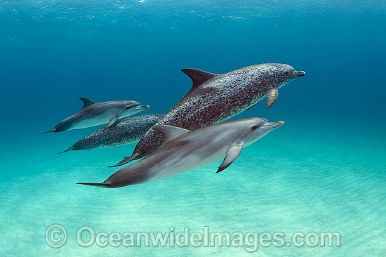 Atlantic Spotted Dolphins photo