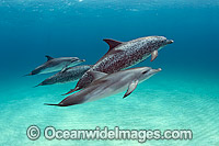 Atlantic Spotted Dolphins Photo - Michael Patrick O'Neill